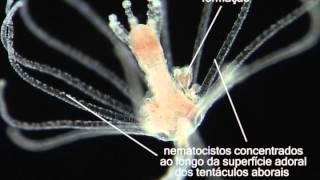 Ectopleura obypa - Cnidaria, Hydrozoa