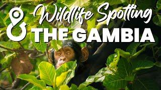 Wildlife Spotting The Gambia I Overland Travel Photography