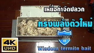 Wisdom termite bait  เหยื่อกำจัดปลวกที่กำลังถูกใช้งานอย่างแพร่หลาย