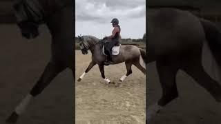 ️‍TOP LUSITANO MARE WITH FEI DRESSAGE QUALITY ️‍ PIROFREE