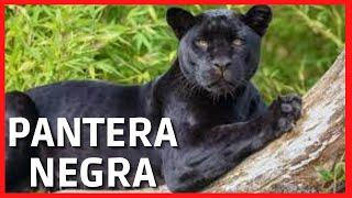 PANTERA NEGRA - Coragem, destreza, força e determinação - fatos e curiosidades do mestre dos felinos