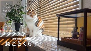 Daily life with cats starting with breakfast/Breakfast at cafe licht/Girl's Festival(CATVLOG)