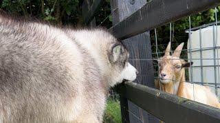 Husky Reacts To Pygmy Goat And He's Not Happy!