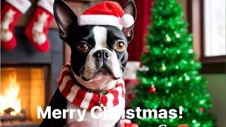 A Very Merry Christmas Livestream With Calvin The Boston Terrierist!