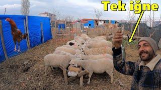 Tek İğne 2 Balık!-Güvercinler Geliyorum-Kuzulara Ne Yem Veriyorum!-#kuzu #tavuk #yumurtatoplama