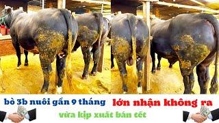 TỒN TV | THAM QUAN MÔ HÌNH VỖ BÉO BÒ 3B PHÁT TRIỂN SIÊU TỐC TẠI KON TUM