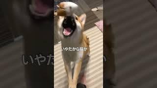 親ガチャ失敗した柴犬［現行犯ワンコ］#shorts