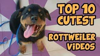 TOP 10 CUTEST ROTTWEILER VIDEOS  OF ALL TIME