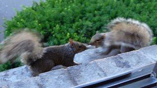 The squirrels are back and they are feisty