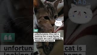 How is your experience with naughty cats #catvideos #cat #greycatstudio #orangecat