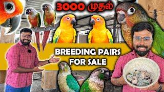 Exotic Conure Birds Farm ரூ 3000 முதல் Small Conure | Sun Conure Birds | Breeding Pairs for Sale