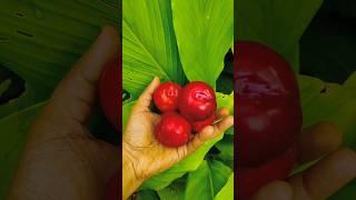 fruit cutting#plum#red plum#shortsyoutube#fruitninja