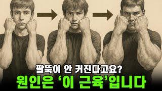 팔뚝(전완근) '이것'만 알면 빠르게 커집니다. 숨은 근육, 루틴, 빈도, 순서 다 알려줄게요