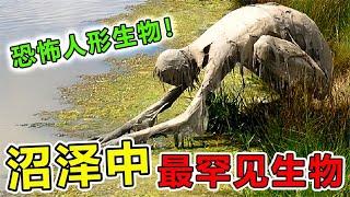 沼泽里“最罕见”的10大生物，沼泽中意外发现“神秘生物”，彻底吓坏在场所有人#世界之最 #世界之最top #科普 #动物 #animals #top10 #地球之最 #涨知识