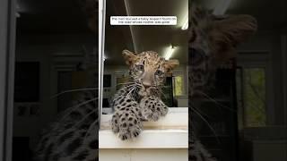 The man rescued a baby leopard found on the road whose mother was gone