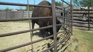 2300pound bison shakes the earth