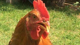 What a chicken looks like from the store to six weeks old