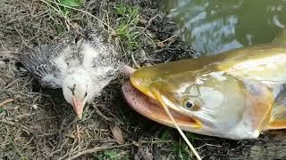 Bobari Machhli Kaise Pajhi Ko Khata Hai || Shikari Fish