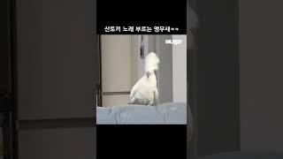 산토끼 노래 부르는 앵무새ㅋㅋ