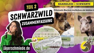  Schwarzwild - Zusammenfassung (Teil 2)