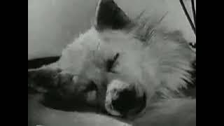 Russia's Bodiless Head Dogs (1940)