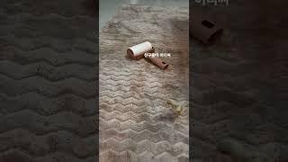 #미니메추리 #미니메추리부화 #미니메추리키우기 #애완동물 #귀여운 #귀염뽀작 #kingquail #quail
