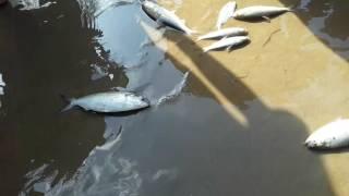 New Digha ilish fish live