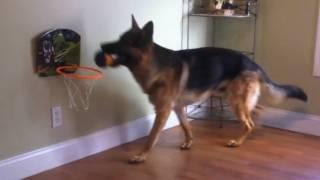 German Shepherd puppy dunks a basketball. Dunder