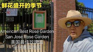 American Best Rose Garden San Jose Rose  美国最佳玫瑰园 圣何塞玫瑰园，追梦者胡 0172024