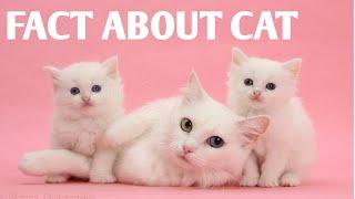Fact About Cat./Amazing fact/Crazy Fact/#shorts