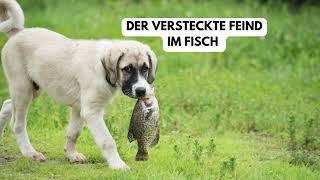 DER VERSTECKT FEIND IM FISCH 