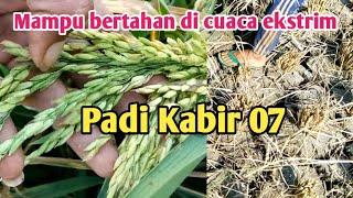 Padi Kabir 07* mampu bertahan di cuaca ekstrim