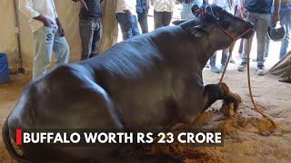 Haryana’s ’Anmol’ Buffalo Worth ₹23 Crore, Owner Spends Rs 1,500 Daily On Diet