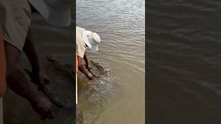 Guy grabs crocodile in Jamaica and this happens  #shorts