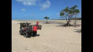 More Beach Boars from Cape York