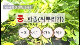 [농사정보] (6월1주)  콩_파종(씨뿌리기)