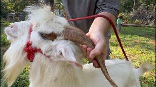 DIY Goat Harness with just a Rope