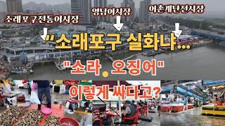 소라/ 오징어 이 가격이 맞아요? ~^힐링여행
