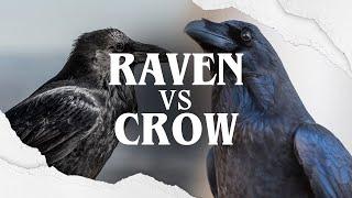 Raven VS Crow: The Battle of The Black Birds!