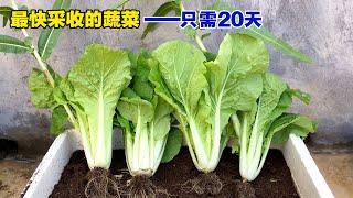 最快采收的蔬菜，20天就可以收获，好吃又好种，性价比高|The fastest harvest vegetables