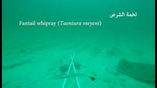 Fisheries Research Assessment Survey - Baited remote underwater video