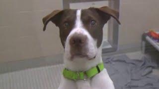 Meet some of the adorable animals at Seattle Humane! - New Day NW