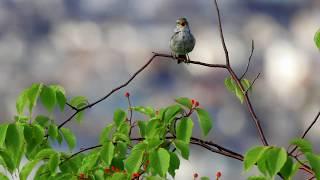 Nightingale(Japanese bush warbler) at Mt. Satsuki, Ikeda, Osaka pref, Japan on June 3, 2017