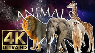 4K  Sevimli Hayvanlar! Bu Videoyu Kaçırmayın. Adorable Animals in 4K! Don't Miss This Video