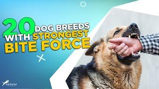 20 Dog Breeds with Jaw-Dropping Bite Force! Find Out Which Dog Breeds Have the Most Powerful Bite!