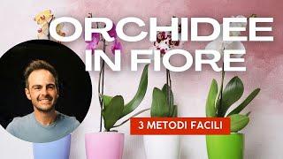  Orchidee in fiore tutto l'anno? 3 trucchi INFALLIBILI! 