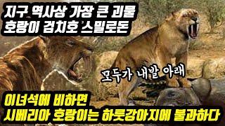 지구 역사상 가장 큰 괴물 호랑이 검치호 스밀로돈 이녀석에 비하면 시베리아 호랑이는 하룻강아지에 불과하다