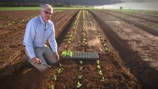 Transplanting Vegetable Seedlings