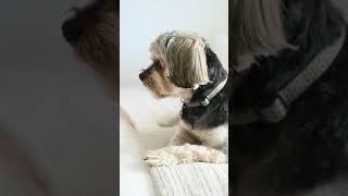 TikTok Dog | Sleepy Puppy | Viral Animal | DogStyle