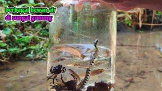 ADA ULAR LORENG  IKAN CHANNA GUPPY LIAR WADER KEPITING HITAM